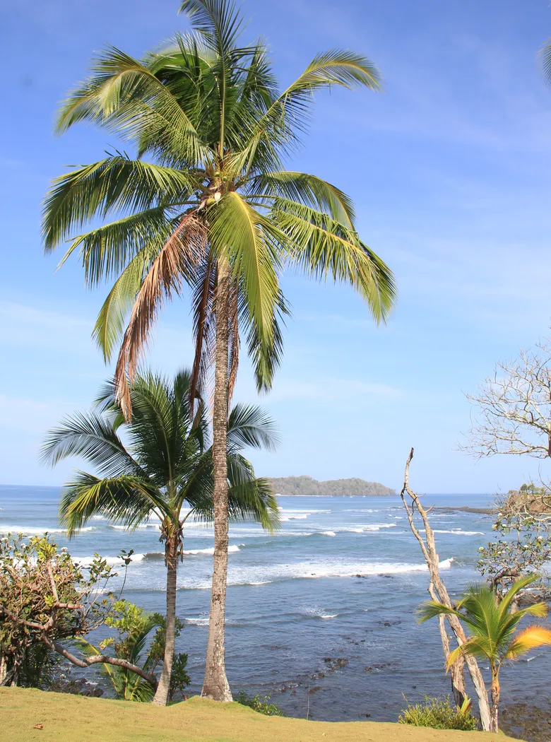 Pacific beach and palm trees in Santa Catalina, Panama