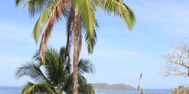 Playa y palmeras en Santa Catalina, Panamá